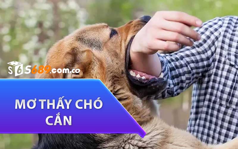 mơ thấy chó cắn